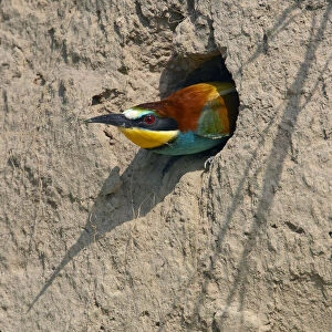 European Bee-eater (Merops apiaster) emerging from nest hole in bank, Pusztaszer