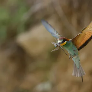 European bee eater (Merops apiaster) in flight with Dragonfly prey, Bagerova Steppe