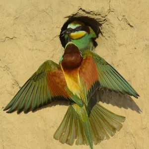 European bee eater (Merops apiaster) pair at nest at breeding site, Danube delta rewilding area