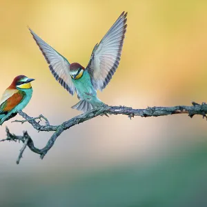 European bee-eater (Merops apiaster) two perched on branch, Lower Silesia, Poland