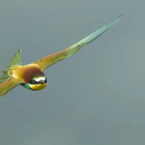 European Bee-eater (Merops apiaster) in flight, Bulgaria, May 2008