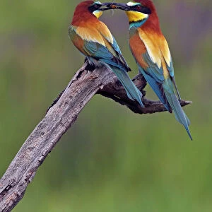 European Bee-eater (Merops apiaster) pair, male passing Dragonfly prey to female