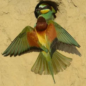 European bee eater pair at nest print European bee eater pair at nest print