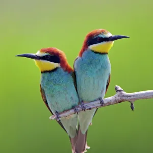 European Bee-eater (Merops apiaster) pair perched, Pusztaszer, Hungary, May 2008 European Bee-eater (Merops apiaster) pair perched, Pusztaszer, Hungary, May 2008