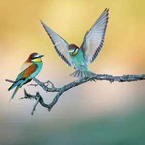 European Bee-Eater Print, Two Perched on Branch European Bee-Eater Print, Two Perched on Branch