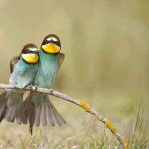 European bee eaters (Merops apiaster) sitting close together on branch. Seville, Spain