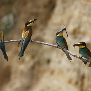Four European bee eaters (Merops apiaster) perched on branch with food in breeding colony