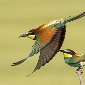 European bee eaters (Merops apiaster) one taking off another perched