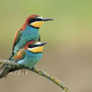 European bee eaters (Merops apiaster) mating, Sierra de Grazalema Natural Park, El Bosque