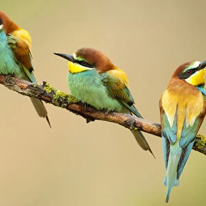 European Bee-eaters (Merops apiaster) perching. The Pyrenees, Spain, May