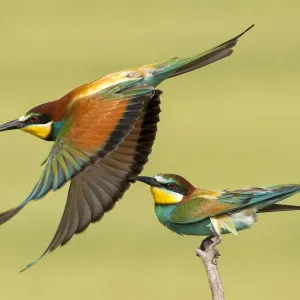 Les guêpiers d'Europe (Merops apiaster) un décollant l'autre perché. Les guêpiers d'Europe (Merops apiaster) un décollant l'autre perché.