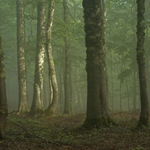 European beech (Fagus sylvatica) forest in light mist, Pollino National Park, Basilicata