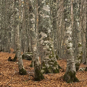 European beech (Fagus sylvatica) forest, with fallen leaves on ground, Pollino National Park