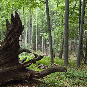 European beech forest (Fagus sylvatica) with large fallen tree, Slanske Vrchy mountains