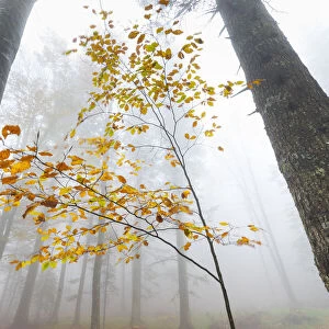 European beech forest (Fagus sylvatica) in autumn, view from below in the mist