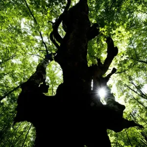 European beech tree (Fagus sylvatica) silhouetted in a pristine forest near the river Lepenjica European beech tree (Fagus sylvatica) silhouetted in a pristine forest near the river Lepenjica