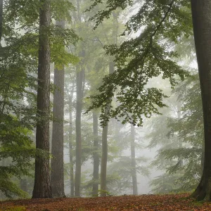 European beech trees (Fagus sylvatica) in autumn mist, Retz Forest, Aisne, Picardy