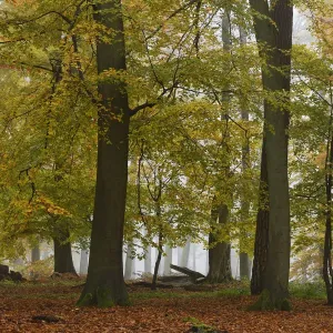 European beech trees (Fagus sylvatica) in autumn mist, Retz Forest, Aisne, Picardy European beech trees (Fagus sylvatica) in autumn mist, Retz Forest, Aisne, Picardy