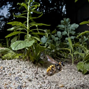 European beewolf (Philanthus triangulum) flying, carrying paralysed bee to nest, Budapest, Hungary
