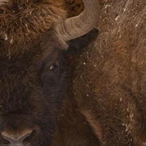 European bison (Bison bonasus) close up, Bialowieza NP, Poland, February 2009