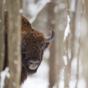 European bison (Bison bonasus) in forest, Bialowieza NP, Poland, February 2009