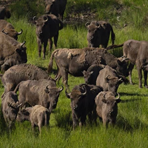 European bison (Bison bonasus) herd in grassland. Eriksberg Wildlife and Nature Park