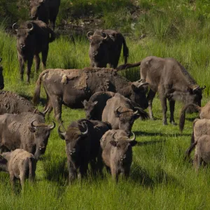 European bison (Bison bonasus) herd in grassland. Eriksberg Wildlife and Nature Park