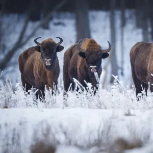 European Bison (Bison bonasus) in winter, Bia┼éowieza National Park, Poland. January