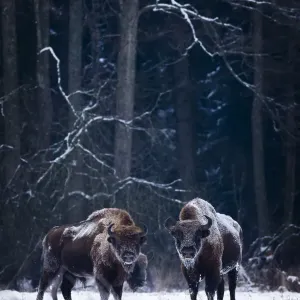 European Bison (Bison bonasus) in winter, Biaowieza National Park, Poland. January European Bison (Bison bonasus) in winter, Biaowieza National Park, Poland. January