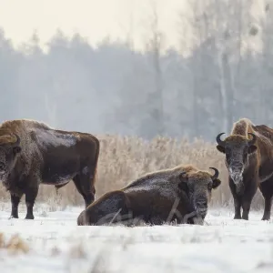 European Bison (Bison bonasus) in winter, Biaowieza National Park, Poland. January European Bison (Bison bonasus) in winter, Biaowieza National Park, Poland. January
