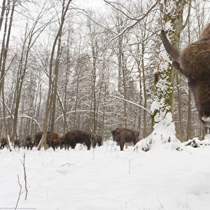 European bison (Bison bonasus) by winter feeding area, Bialowieza forest, Poland