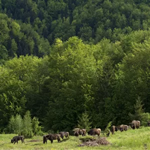 European bison / Wisent (Bison bonasus) herd released into the Tarcu mountains nature reserve