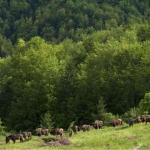 European bison / Wisent (Bison bonasus) herd released into the Tarcu mountains nature reserve European bison / Wisent (Bison bonasus) herd released into the Tarcu mountains nature reserve