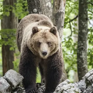 European brown bear (Ursus arctos), alpha male in Karst forest, Notranjska, Slovenia European brown bear (Ursus arctos), alpha male in Karst forest, Notranjska, Slovenia