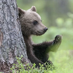 European brown bear (Ursus arctos arctos) young cub, northern Finland, July