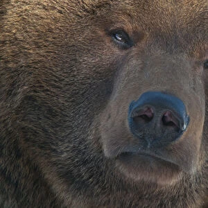 European brown bear (Ursus arctos) head portrait, captive, occurs in Eurasia