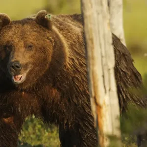 European brown bear (Ursus arctos) with mouth open by tree, Kuhmo, Finland, July European brown bear (Ursus arctos) with mouth open by tree, Kuhmo, Finland, July