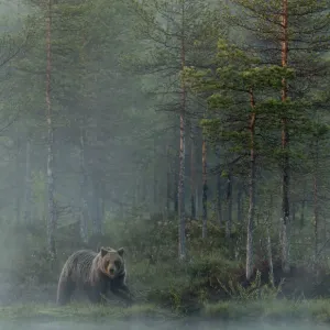 European Brown Bear (Ursus arctos) reflected in forest pond in evening mist, Finland European Brown Bear (Ursus arctos) reflected in forest pond in evening mist, Finland