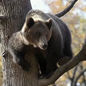 European brown bear (Ursus arctos) in tree, captive, Private Bear Park, near Brasov
