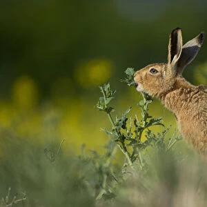 European brown hare (Lepus europaeus) adult feeding on fringes of rapeseed field