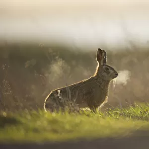European brown hare (Lepus europaeus) adult male, his breath backlit, takes a break
