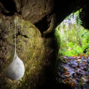 Araña de cueva europea (Meta menardi) saco de huevos colgante que contiene su cría, colgado en una cueva, Parque Nacional del Distrito de Peak, Derbyshire. Noviembre. Araña de cueva europea (Meta menardi) saco de huevos colgante que contiene su cría, colgado en una cueva, Parque Nacional del Distrito de Peak, Derbyshire. Noviembre.