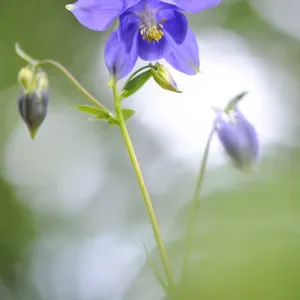 Colombe d'Europe, (Aquilegia vulgaris) en fleur. Colombe d'Europe, (Aquilegia vulgaris) en fleur.
