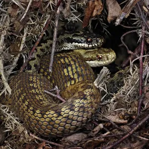 European Common adder (Vipera berus) pair courting and retreating under gorse (Ulex sp). Buckinghamshire, England, UK. May European Common adder (Vipera berus) pair courting and retreating under gorse (Ulex sp). Buckinghamshire, England, UK. May