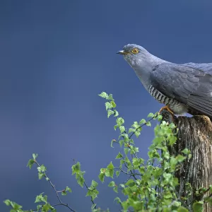 European Cuckoo {Cuculus canorus} male display posture Cairngorms, Scotland. Spring