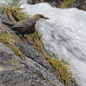 European dipper (Cinclus cinclus) on rock by stream with food in beak, Vall DIncles
