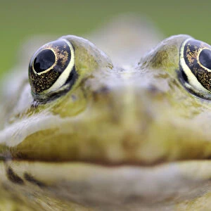 European edible frog (Rana Esculenta) close-up, Prypiat area, Belarus, June 2009