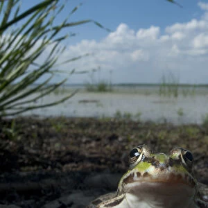 European edible frog (Rana esculenta) by Lake Belau, June