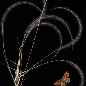 European Feather Grass with Heath Fritillary Print European Feather Grass with Heath Fritillary Print