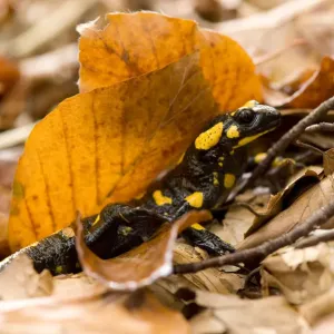 European / Fire salamander (Salamandra salamandra) amongst dead leaves on forest floor European / Fire salamander (Salamandra salamandra) amongst dead leaves on forest floor